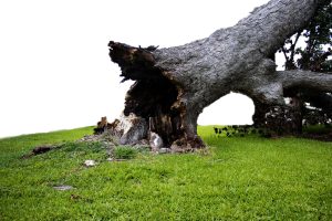 Robin Manougian - If A Tree Falls
